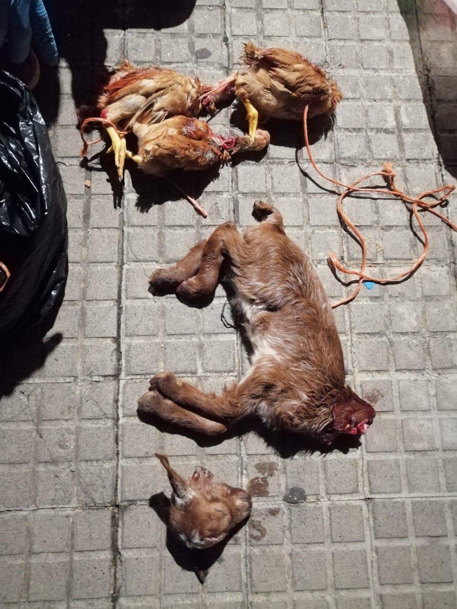 AnimaNaturalis's tweet photo. ⚠️ AnimaNaturalis destapa caso de un presunto grupo criminal que practicaba rituales de santería en los que sacrificaban decenas de animales cada semana. 

La Guardia Urbana ha actuado gracias a las pruebas recogidas ¡y 13 animales fueron rescatados!
https://t.co/F9zEEZxTV2 https://t.co/zNdNv9okxW