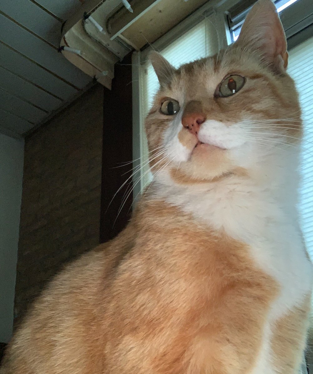 MaxEnKoos's tweet photo. Zijn onze flauwe #grapjes op #Twitter nog wel van deze tijd, Koos?
- ... Grapjes? ... Hoe bedoel je... ?

#katten #zonderDollen #twitterTrollen https://t.co/VgKeE2bQLh