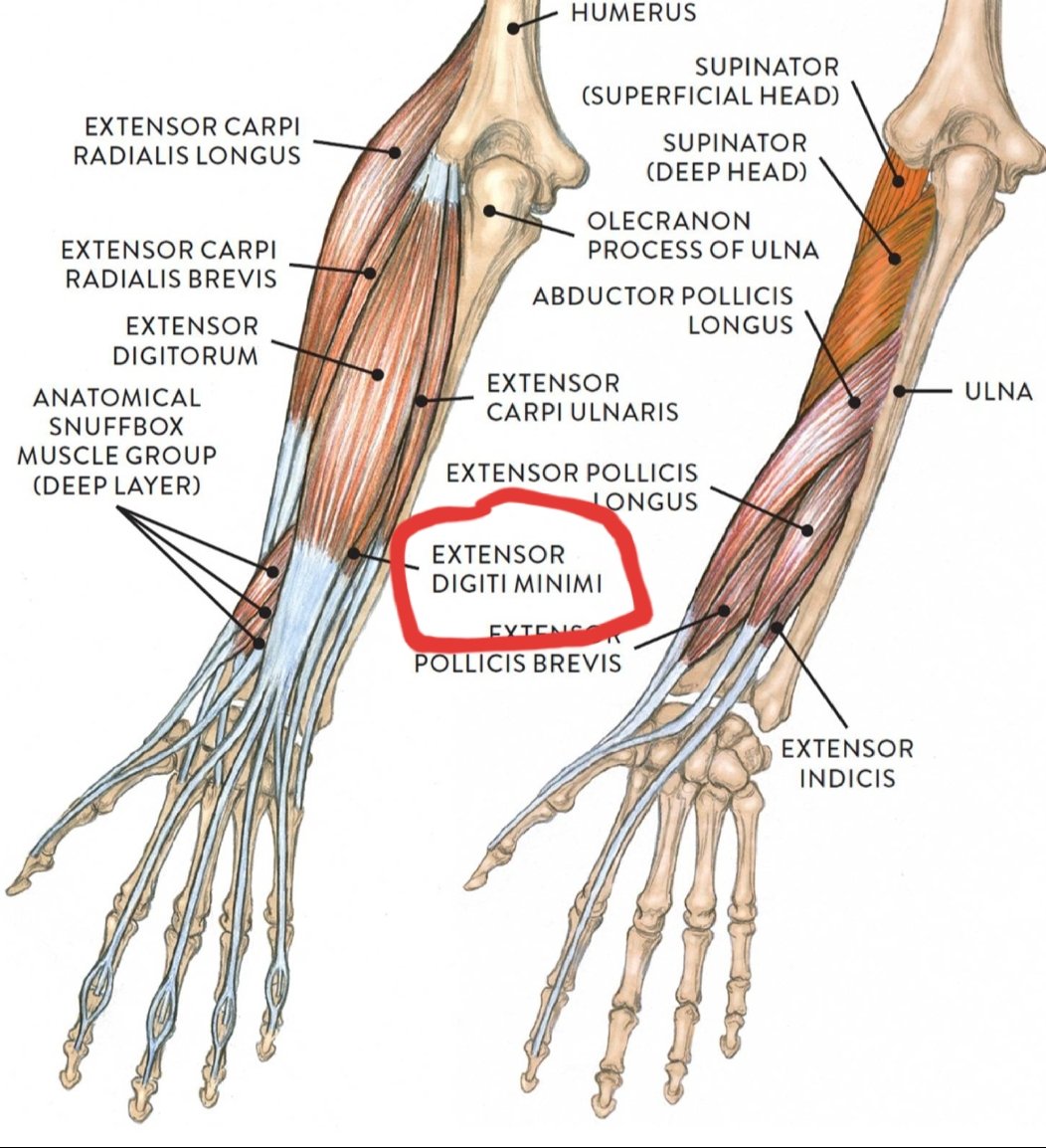 𐌖𐌉𐌊𐌀𐌃𐌄 on Twitter: 