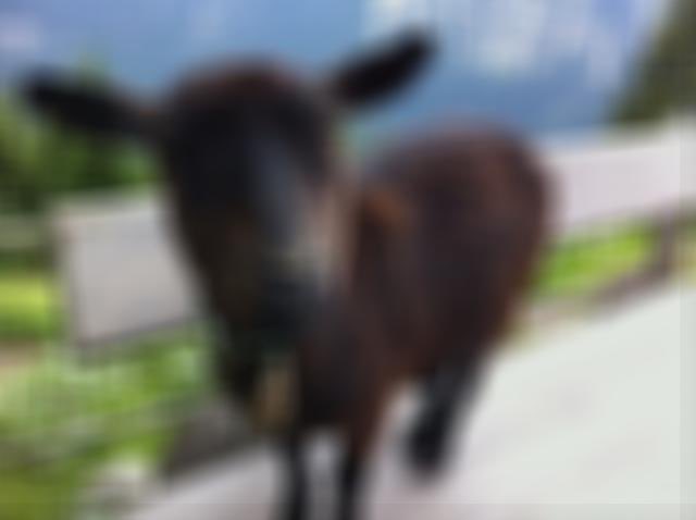 cactusjoao's tweet photo. LaFlame 🔥🐐
@trvisXX https://t.co/ouS2xXtrdE