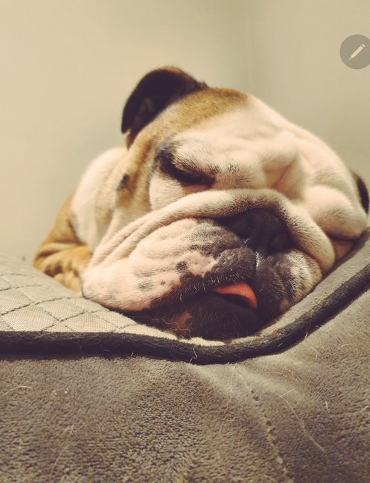 hes so squishy and beautiful 😍 https://t.co/WNFqrwqxw8<a href="/tag/clubmagazine"class="tags"><span>#clubmagazine</span></a>