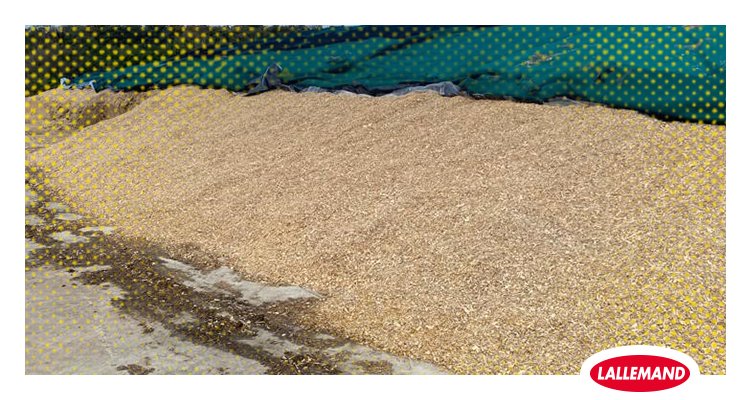 LallemandUK_IRL's tweet photo. Another well preserved maize silage clamp that has been opened in South Gloucester this past week, Magniva Platinum Maize treated with 37.2% starch/kg DM it will make an excellent winter feed!ย #Maize20ย #qualitysilage https://t.co/G6nWKegiqO