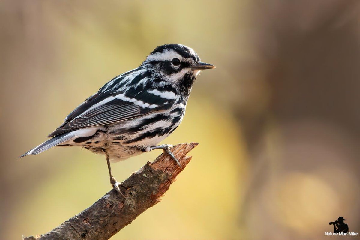 NatureManMike's tweet photo. Black-and-white Warbler (male) 
#birdphotography #birding #TwitterNatureCommunity #warblers #blackandwhitewarbler #eye_spy_birds #allmightybirds #warblercrazy #birdsofinstagram #planetbirds #birds #emeraldnecklaceparks #birdselite #audubontakeover #birds_illife #birdwatching https://t.co/ViDQYxVmsi