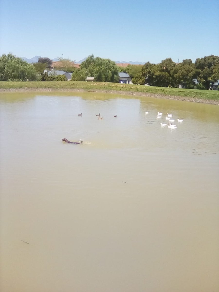 noujouhaan's tweet photo. seker 'n "heend" as jou hond dink hy's 'n eend?🤦🤦😆😂🤣😆 Leo swem meer saam met die eende en ek dink hulle speel Marco / POLO.....want as hy weg swem dan kom al die eende agter hom aan.....neeee man LEO, komaan wees bietjie rowwe blaf man!
#leo
#heend https://t.co/OSMo2oxbio