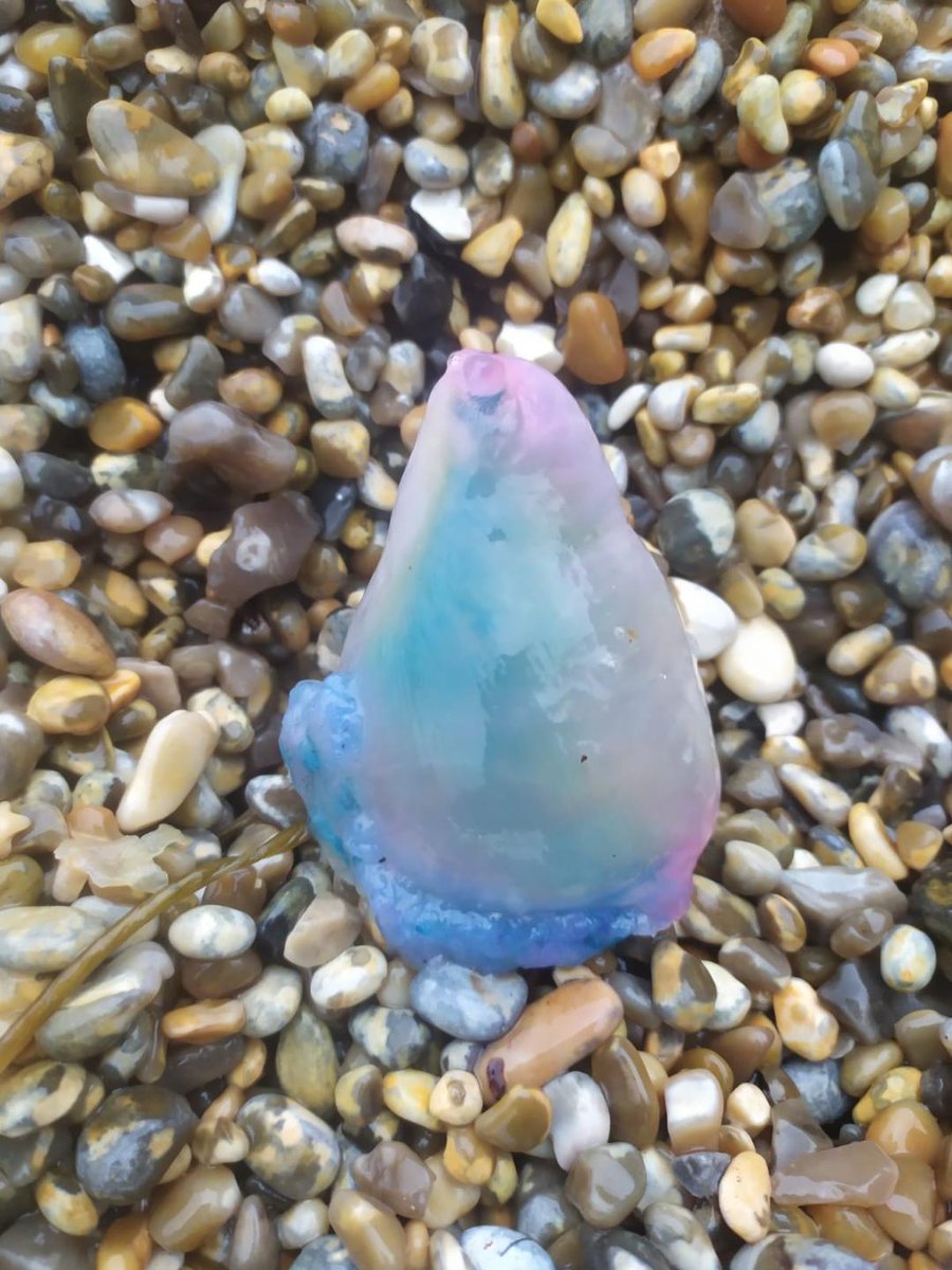 We've seen a few Portuguese Man O'War washing up on our beaches of late. These hydrozoans float along the ocean's currents and are often late autumn visitors to our shores. Their tentacles provide a nasty, though thankfully non-lethal sting so please look, but don't touch.