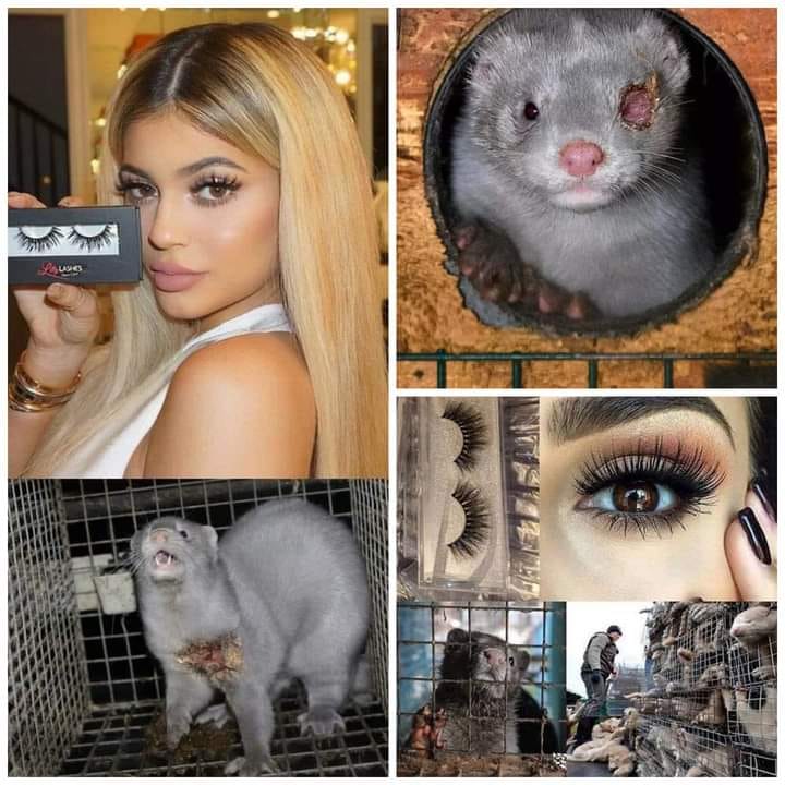 vai3333's tweet photo. Egoístas e innecesarios de los cuales les cuesta un sufrimiento indescriptible y la muerte a billones de animales¡El pelo de especies como martas, comadrejas, visónes es usado por los explotadores para hacer pestañas, pinceles, brochas y demás ¡¡ https://t.co/pAdGHJQIo9
