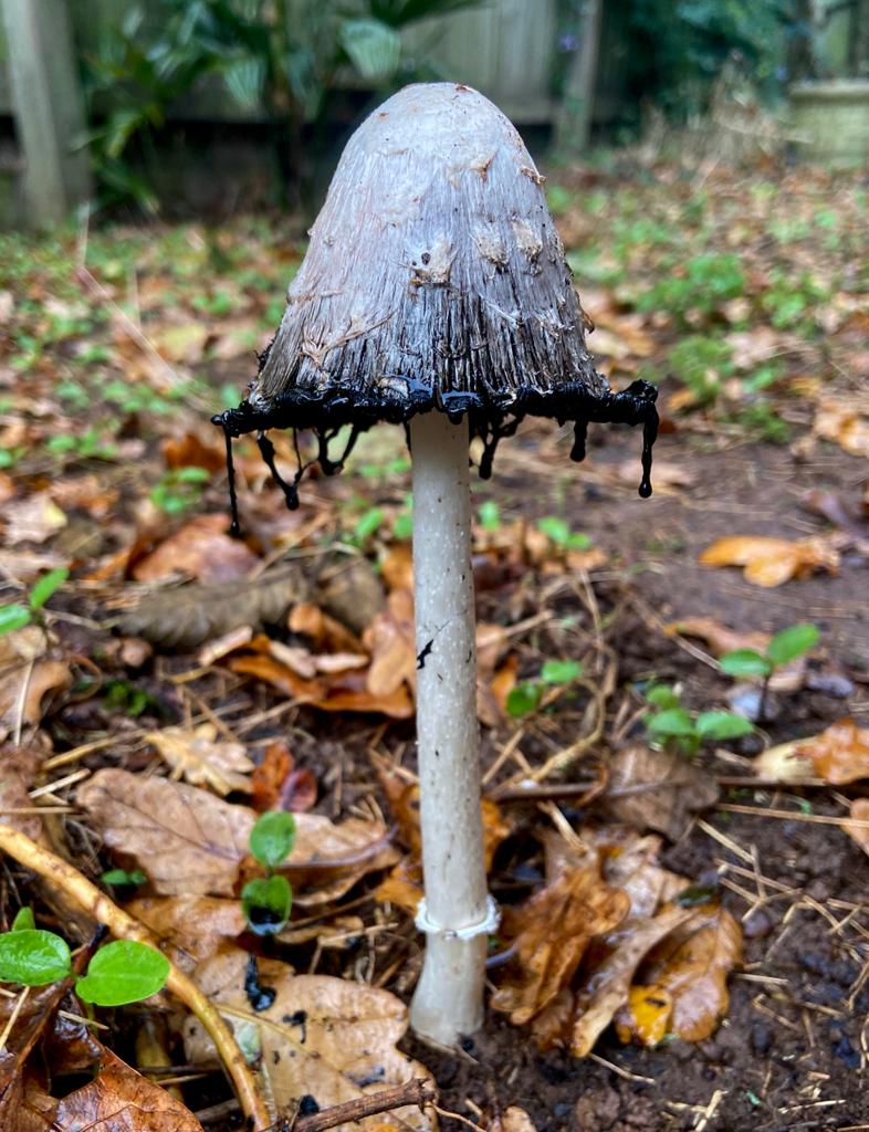 Here's what I did with the ink from the Inkcap #coprinuscomatus #fungi #mushrooms #mushroomart