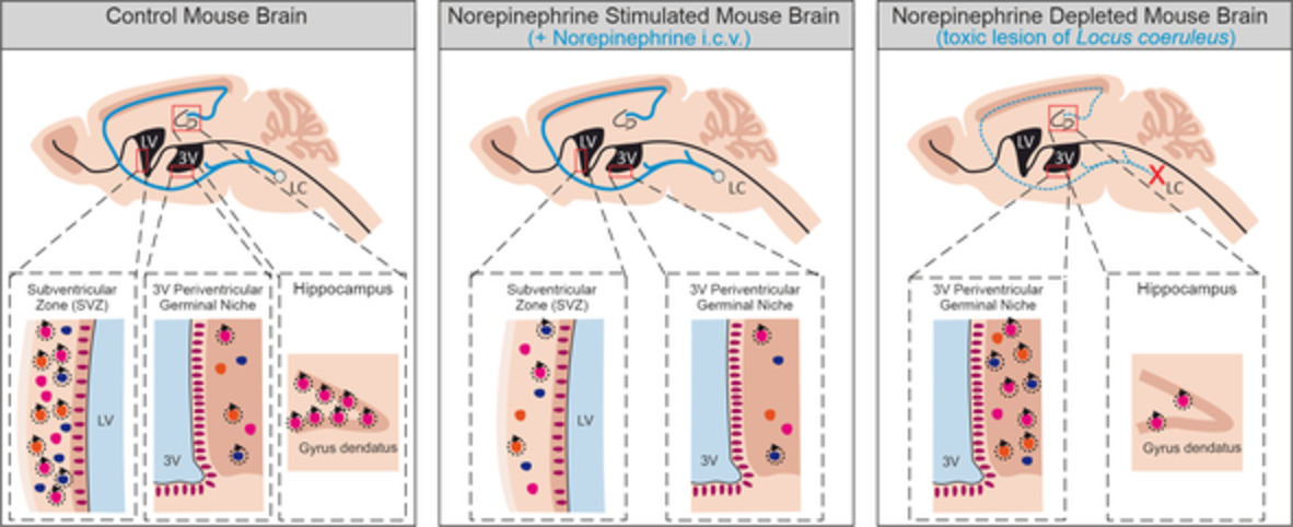 StemCellsJournl's tweet photo. Norepinephrine is a negative regulator of the adult periventricular neural stem cell niche

#adultneurogenesis #hippocampus #noradrenaline #norepinephrine #olfactorybulbneurogenesis #subventricularzone #tissuespecific #NPCs

 https://t.co/esxMU1IZHj https://t.co/bDIYjnC90f