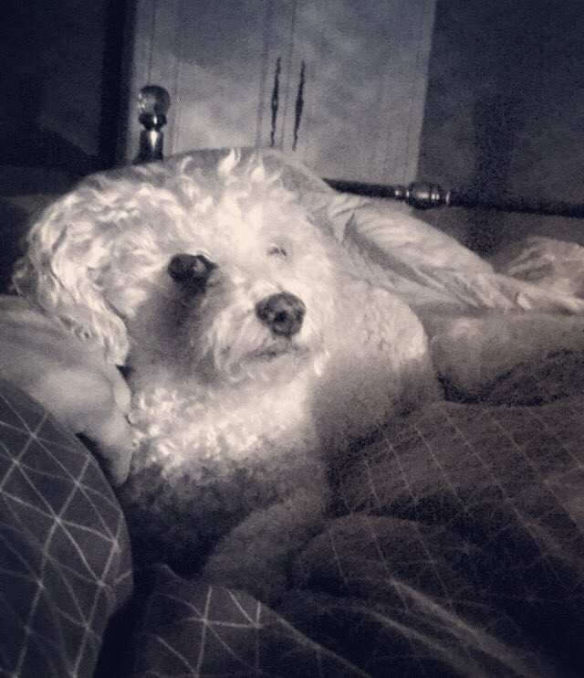 RainbowToffees's tweet photo. Let's see all your pet pics, here's mine. Lulu my soul mate  @petsathome #cosyvip @petsathomeuk https://t.co/TjNgokPLVS