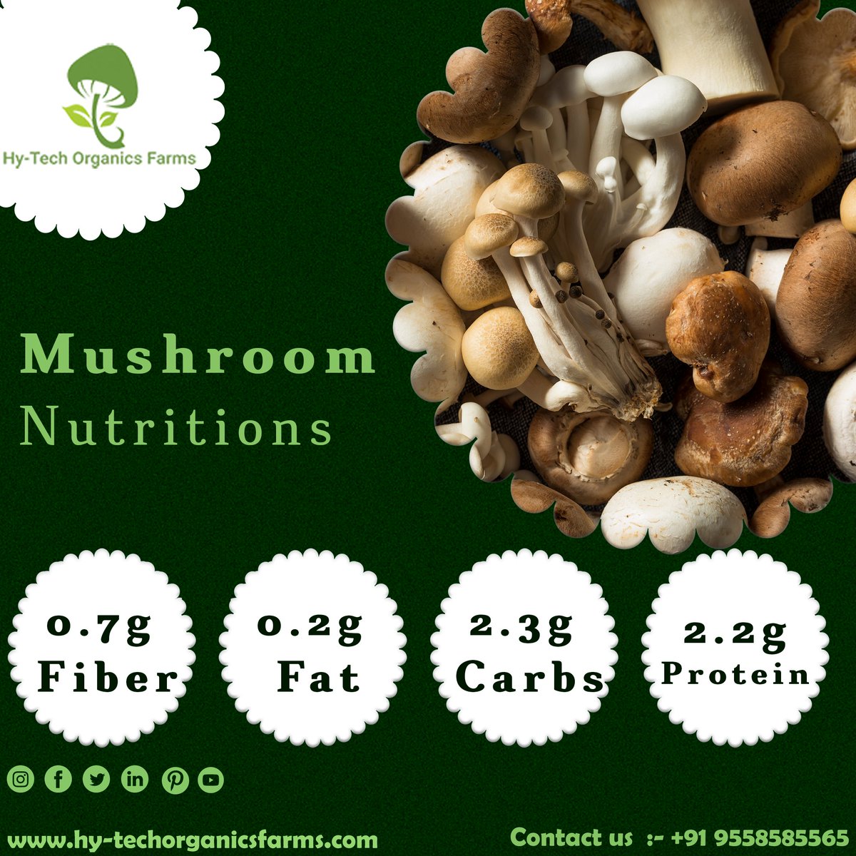 HyTechMushroom's tweet photo. Mushroom is long celebrated as a superfood source of powerful nutrients, fresh mushrooms are a healthy addition to your 
plate.

#mushroom #mushrooms #healthymushroom #mushroomnutrients #nutrients #fiber #carbs #protein #mushroominahmedabad #hytechorganicsfarms https://t.co/sZUrv1qRnx