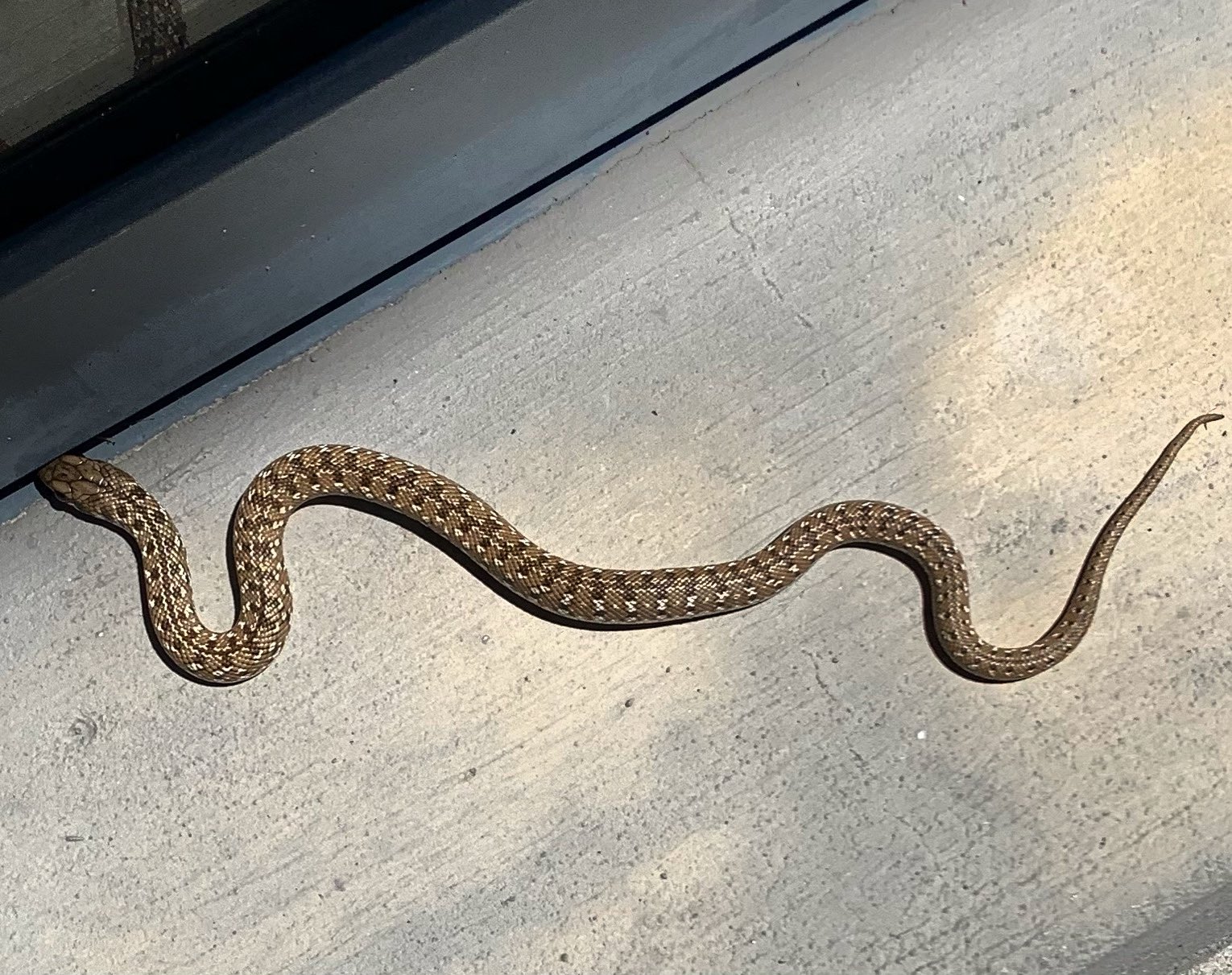 Adrian Kriesch Had A Visitor At Home In Capetown Today Anyone Knows What Kind Of Snake That Is Cape Cobra Mole Snake Snakes Southafrica T Co 7pobkk45vt Twitter Adrian Kriesch Had A Visitor At Home In Capetown Today Anyone Knows What Kind Of Snake That Is Cape Cobra Mole Snake Snakes Southafrica T Co 7pobkk45vt Twitter
