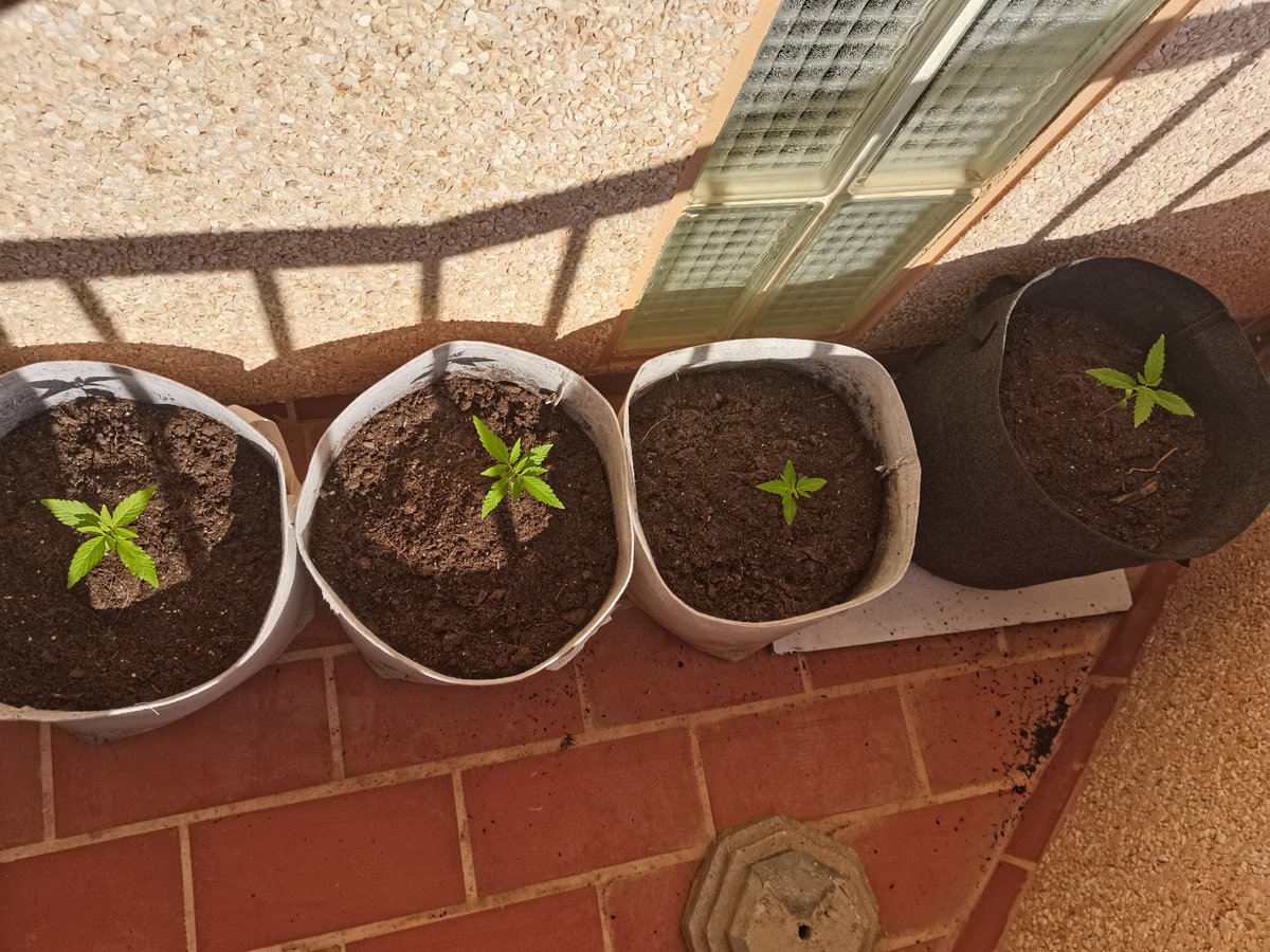 CPTN_Rastafari's tweet photo. Las peques siguen su evolución en exterior sin el más mínimo problema.

Me ha parecido buen momento para subirlas a azotea, donde las condiciones son más duras... 

#Explode #AfghanStorm #BudMaker @GreenbudSeeds @GiftsGreenwood https://t.co/lC5Tm77mHz