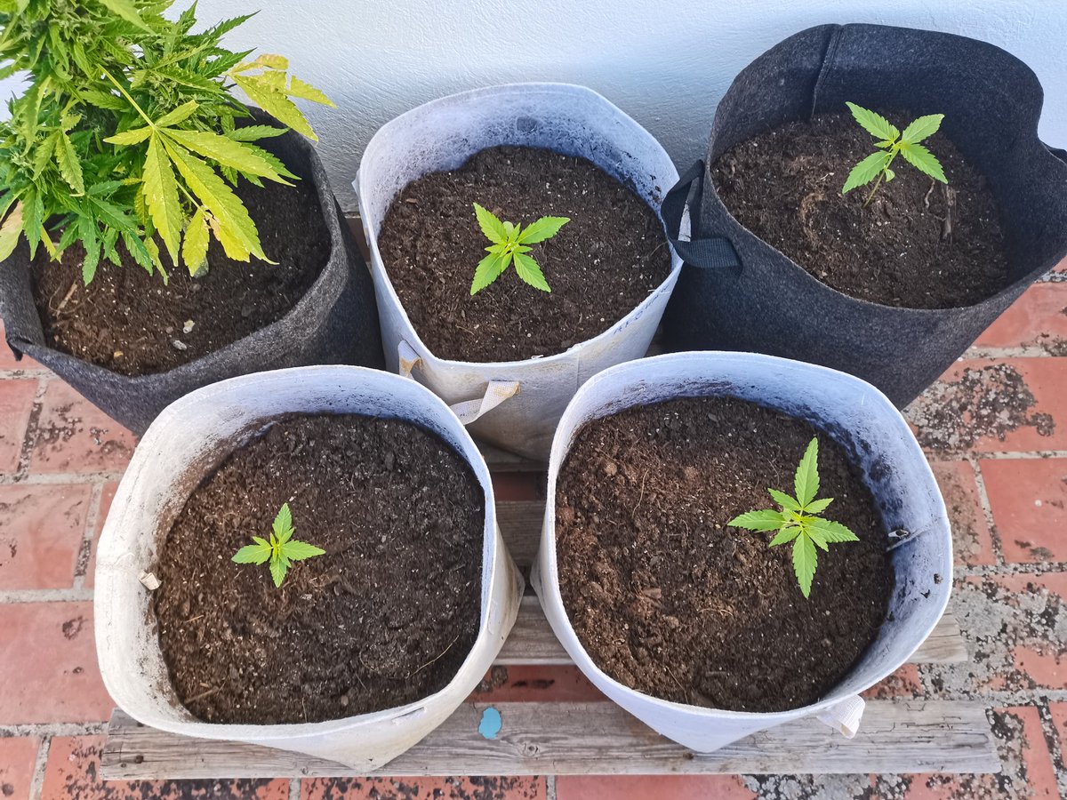 CPTN_Rastafari's tweet photo. Las peques siguen su evolución en exterior sin el más mínimo problema.

Me ha parecido buen momento para subirlas a azotea, donde las condiciones son más duras... 

#Explode #AfghanStorm #BudMaker @GreenbudSeeds @GiftsGreenwood https://t.co/lC5Tm77mHz