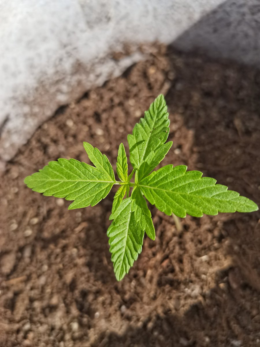 CPTN_Rastafari's tweet photo. Las peques siguen su evolución en exterior sin el más mínimo problema.

Me ha parecido buen momento para subirlas a azotea, donde las condiciones son más duras... 

#Explode #AfghanStorm #BudMaker @GreenbudSeeds @GiftsGreenwood https://t.co/lC5Tm77mHz