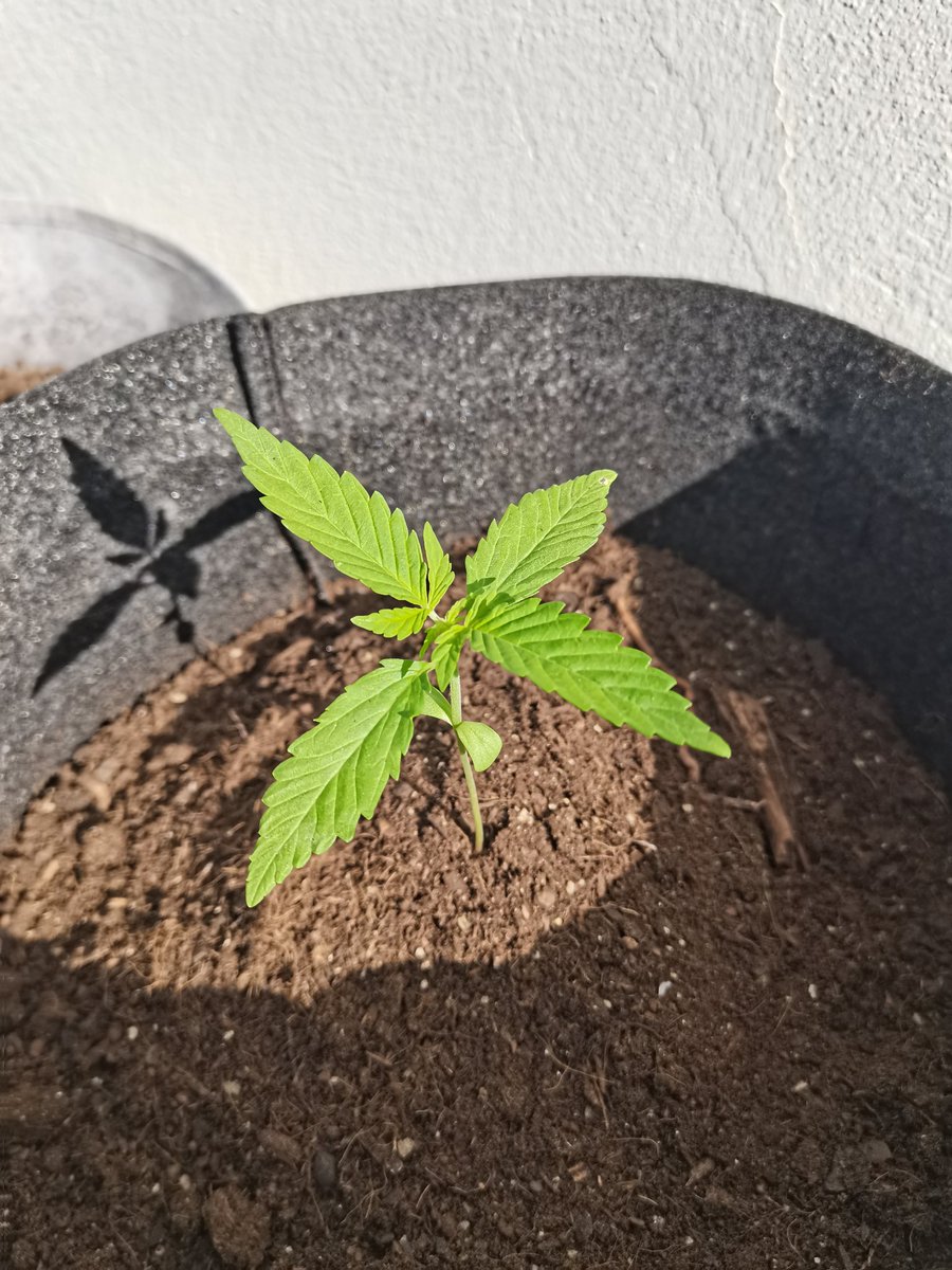 CPTN_Rastafari's tweet photo. Las peques siguen su evolución en exterior sin el más mínimo problema.

Me ha parecido buen momento para subirlas a azotea, donde las condiciones son más duras... 

#Explode #AfghanStorm #BudMaker @GreenbudSeeds @GiftsGreenwood https://t.co/lC5Tm77mHz