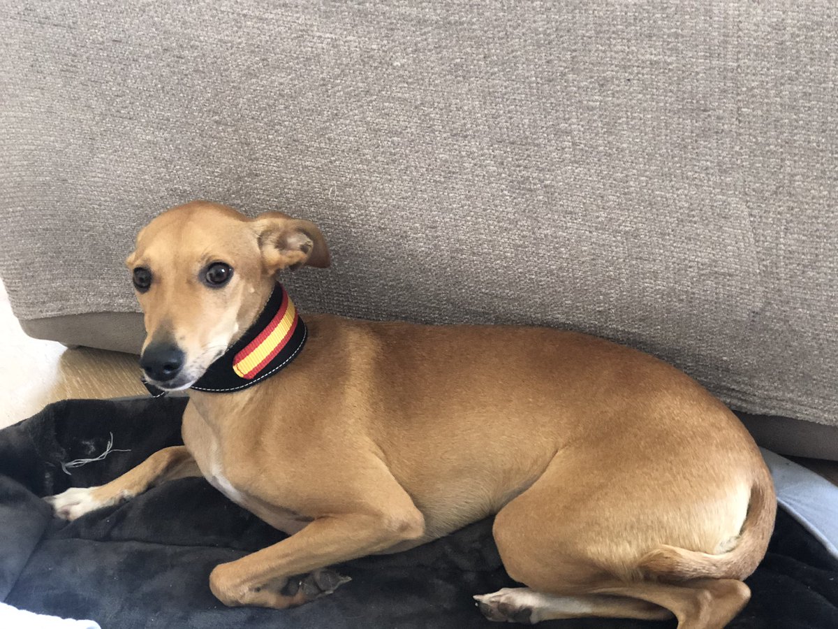 senora_rubia's tweet photo. Pues ya tiene Lía su nuevo collar de @LaFlamencadeBgn y está reguapa https://t.co/TmvB18KtLW