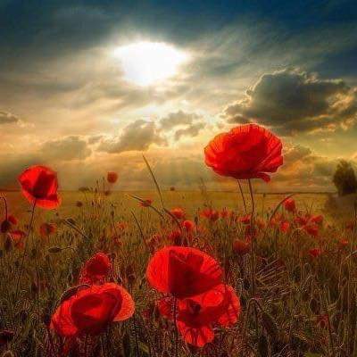 They shall grow not old, as we that are left grow old

Age shall not weary them, nor the years condemn 

At the going down of the sun and in the morning

We will remember them 

#WeWillRememberThem 
#ArmisticeDay