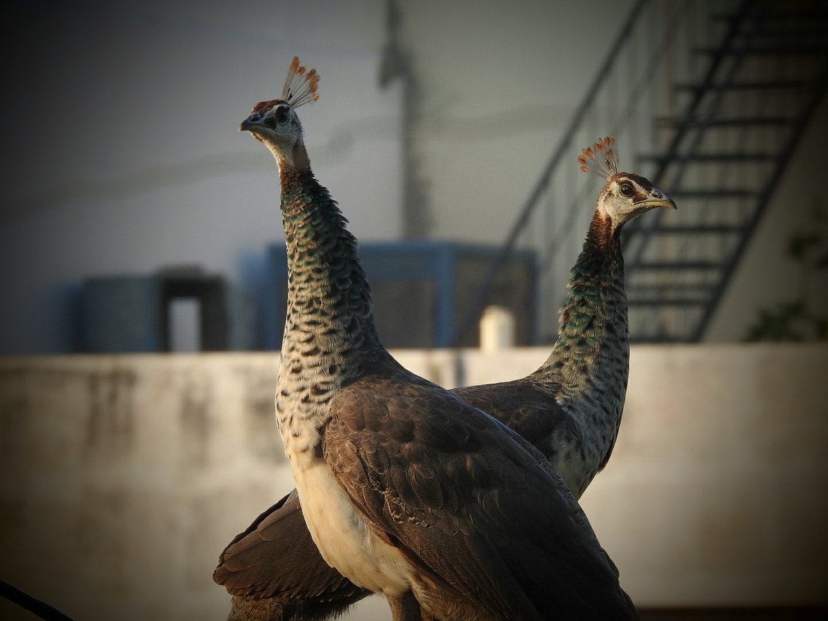 SmitaMarcus's tweet photo. Here's to Jaipur, my hometown, where city walls are painted pink and peacocks (hens) sing and dance on our terrace, feasting on produce from the kitchen garden. https://t.co/nn0OnNYHxs