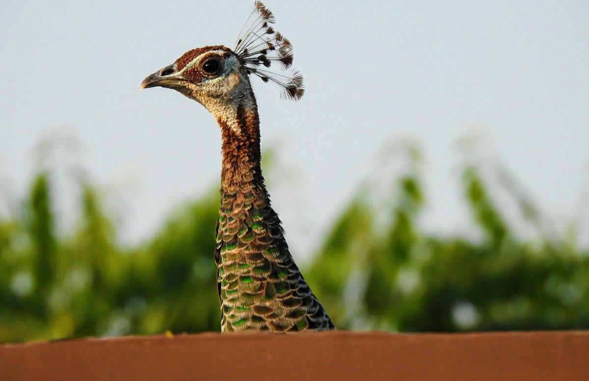 SmitaMarcus's tweet photo. Here's to Jaipur, my hometown, where city walls are painted pink and peacocks (hens) sing and dance on our terrace, feasting on produce from the kitchen garden. https://t.co/nn0OnNYHxs