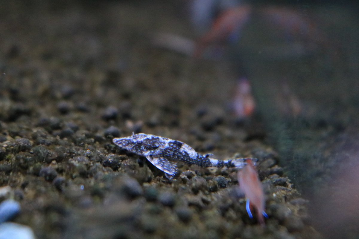 よこはま金魚久里浜店 マーブルハチェット コリドラス ブレビロストリス グリーンドットパラオトシン タイガーバンパイアオトシン よこはま金魚 久里浜 横須賀 熱帯魚 アクアリウム よこはま金魚久里浜店 マーブルハチェット コリドラス ブレビロストリス グリーンドットパラオトシン タイガーバンパイアオトシン よこはま金魚 久里浜 横須賀 熱帯魚 アクアリウム