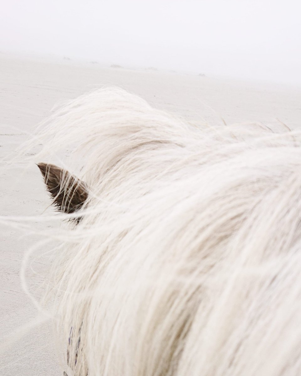 DePrairiePonys's tweet photo. #Mist. 🤍 Prachtig zilveren weer om op pad te zijn met zilverappel SilfurKolla ('zilverkruintje').

Bij Prairiefans bekend als Eska. SK. SilfurKolla. 
#daarom

#IJslander #dePrairie #Terschelling #goudenpaard https://t.co/azko4HQ0xz