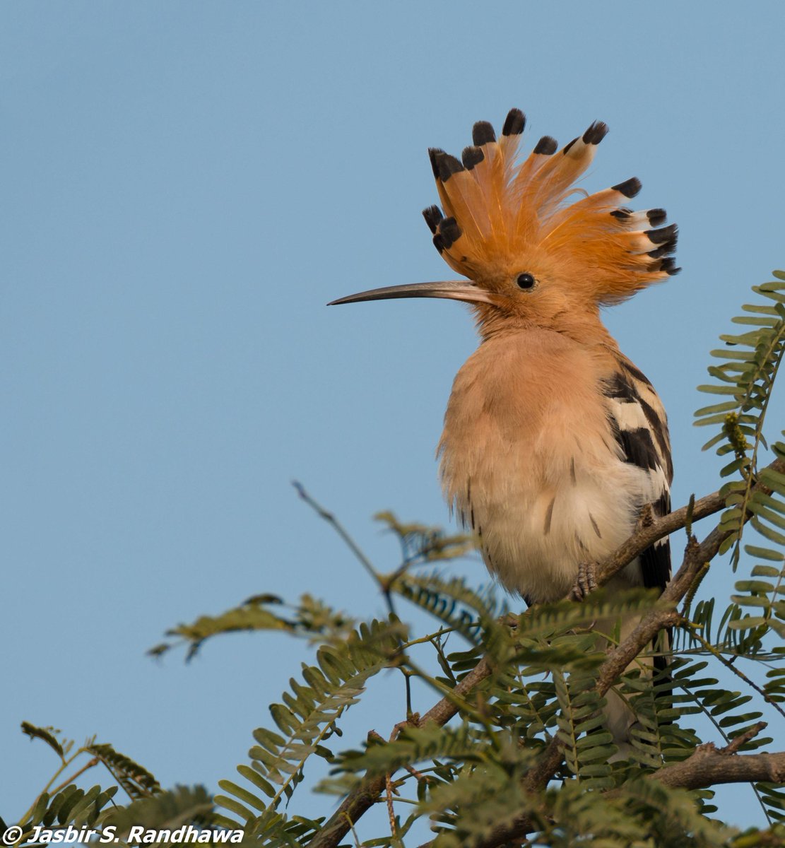jasbirsrandhawa's tweet photo. Common Hoopoe (Upupa epops)
near Chandigarh

#Crests #PunkBirds #ABCofBirding #IndiAves @IndiAves @goldsant @Avibase @orientbirdclub @Team_eBird @birdcountindia @MacaulayLibrary @BirdLife_Asia https://t.co/QTeh9D9MDU