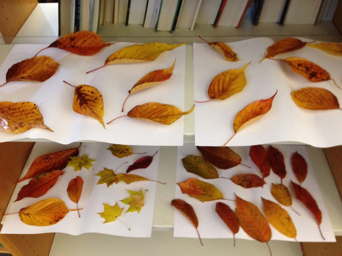 LudlowLibrary's tweet photo. During #LibraryLockdown we have found a new use for our shelves! A preparation area for up coming autumn craft! @ShropLibraries @LetsGoLudlow @ShropsWildlife @ArtsConnectWM https://t.co/aEi4G8JF7g