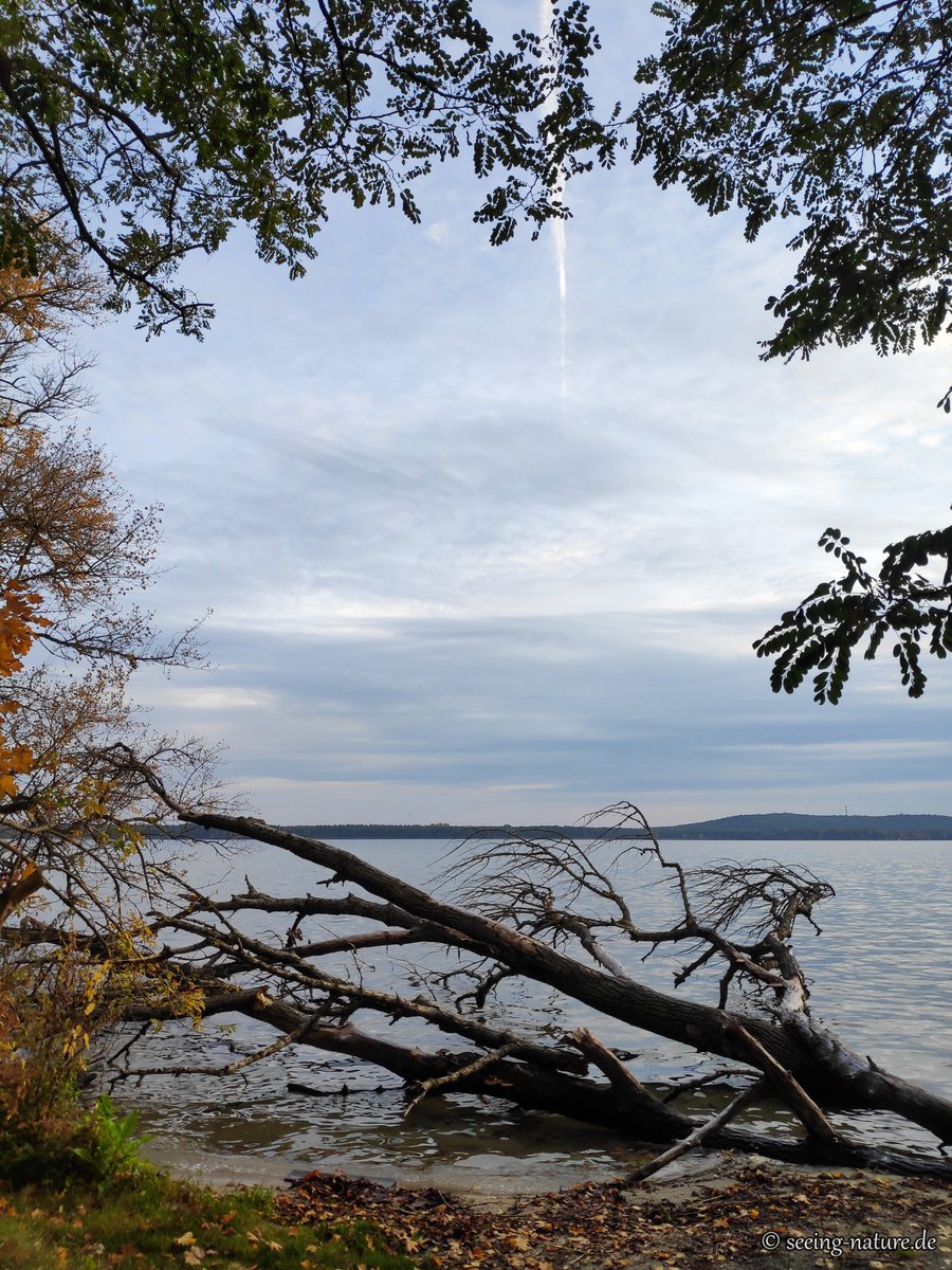 Seeing_Nature's tweet photo. I've been away from social networks for a while, but #autumn is too beautiful not to share. Here some impressions from my recent walk at Berliner #Müggelsee 🍂

#autumnvibes #autumncolors https://t.co/3TmnHNCWvi
