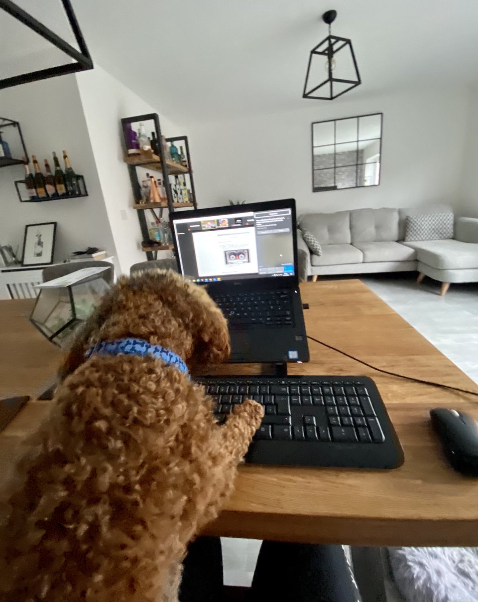 laura_stone28's tweet photo. Rocky the toy poodle enjoying being able to attend The Marketing Forum with me this year! The pros of a #virtualevent #RMF20 Great SEO session from @DanielRowles just now 👍 https://t.co/mJjMBG23SH