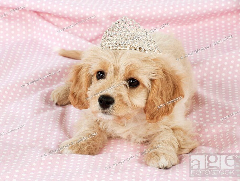 day 94 of nhlers as puppies: 