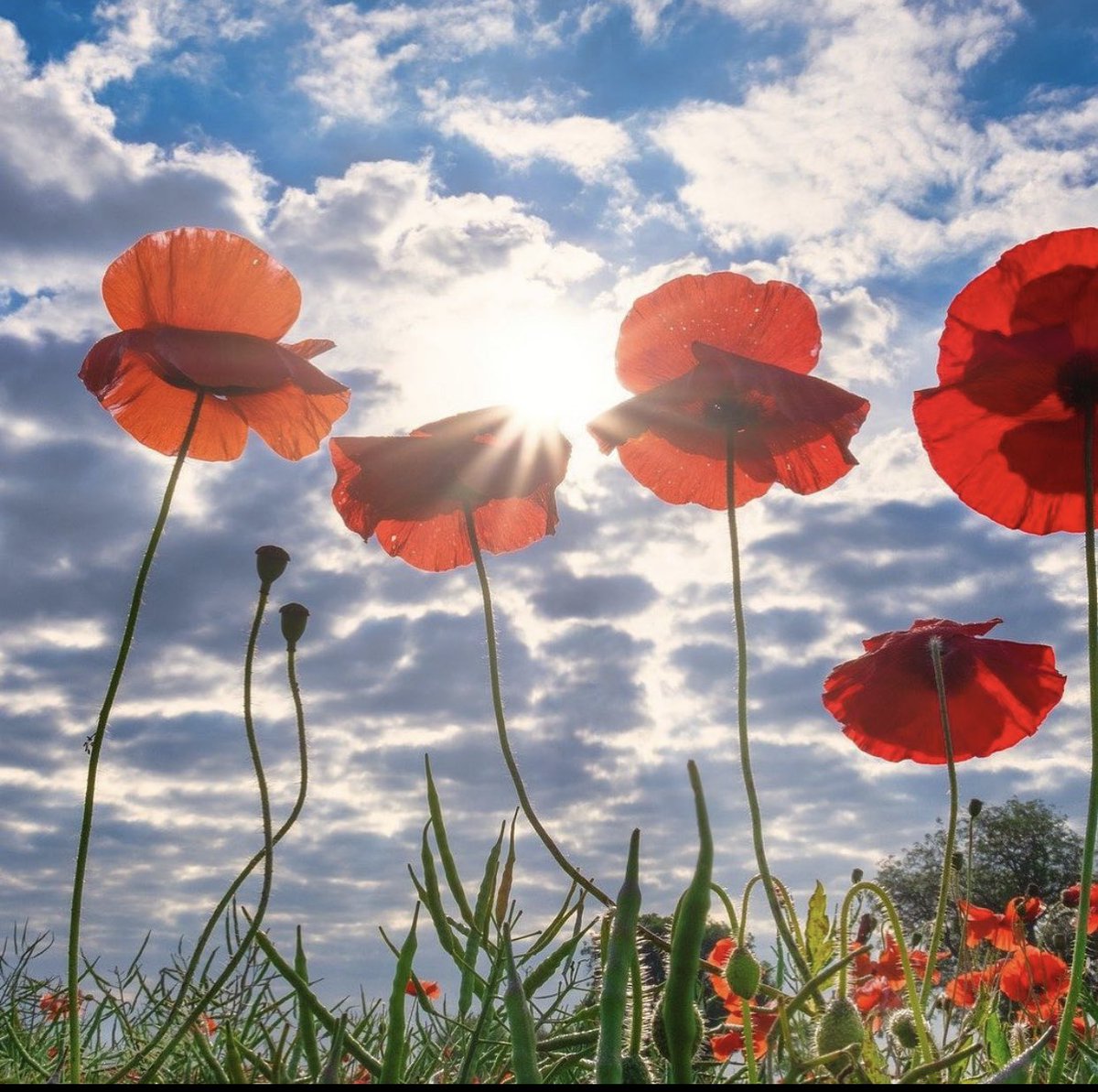 Lest we forget... 
To my grandfather and many others who fought wars they could not understand. Nous nous souviendrons toujours de vous. #coquelicot #poppy #JourduSouvenir2020