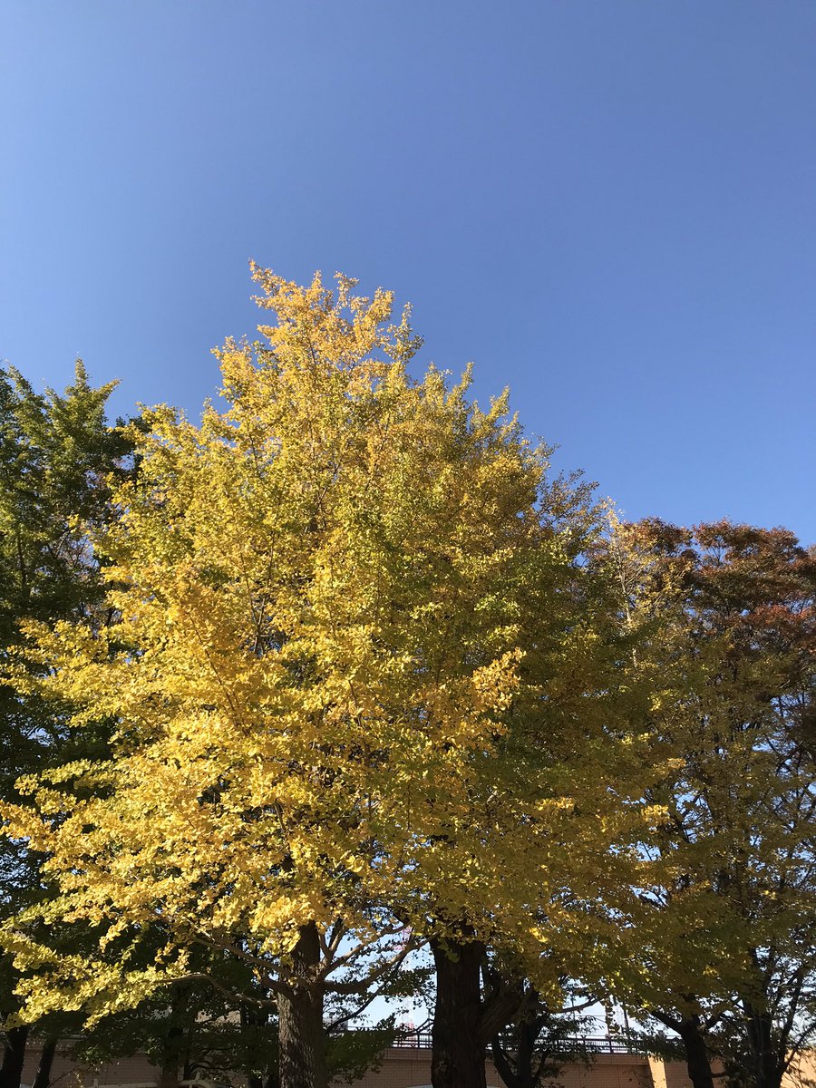HSuperh2o's tweet photo. 今日も快晴だった。風は少し強かったが、日差しは強く、歩いていると暑くなってきた。��愛らしくなってリニューアル。ディズニーキャラクターかと思いきや… ハチミツフレーバーが強めなので、好みが分かれそうな味。値段も少し高め162円。
#CCレモン　#スィートハニー https://t.co/gzIsUYWCze