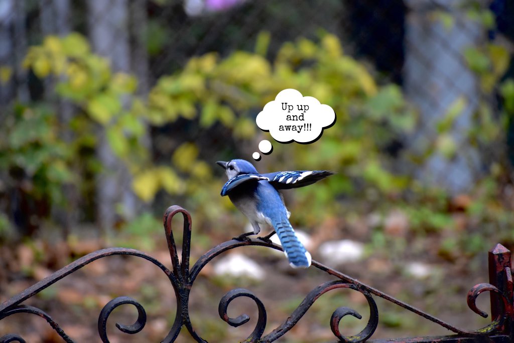 Scene_By_ALB's tweet photo. Iโm certain thatโs what this bluejay was thinking just before it took flight from my backyard this morning. @BirdBrklyn #upupandaway #birdsofbrooklyn #birdwatching #birdphotography #birding #birdtwitter https://t.co/nGfzWytsPu
