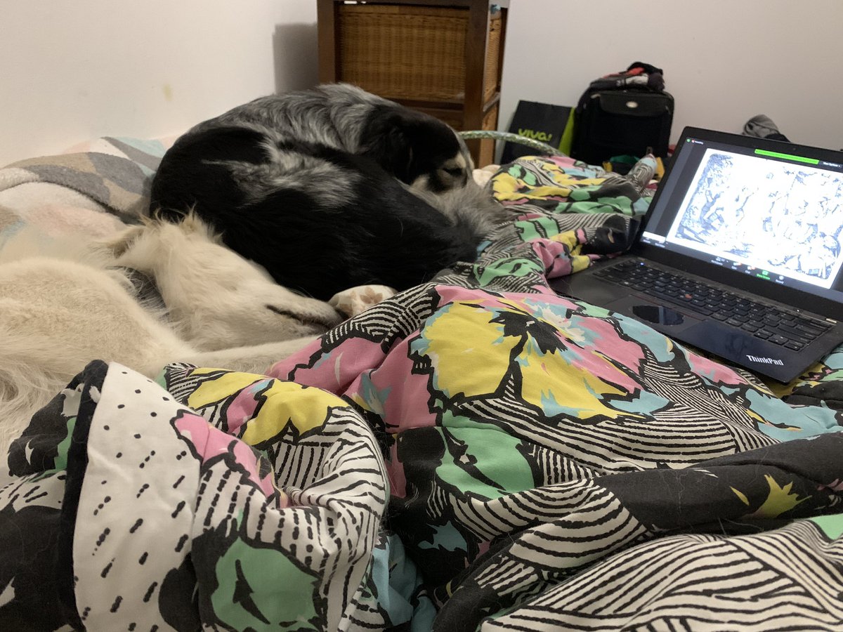 BeeBabette's tweet photo. Audience for @EntCollNet @ECN2020 Tales from the Field 😂 1 am so they are very sleepy 💤 #DogsofTwitter #entomology https://t.co/Uxv6TQGbT9