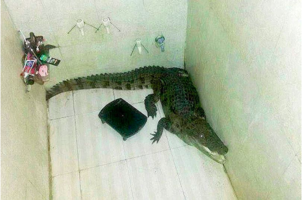 Trickeration's tweet photo. NEW EP 🚨: The @MiamiDolphins nose tackle who captured a gator and hid it in Don Shula's private shower details how he pulled it off. And a Fins prank war leads to a below-the-belt 🔥 that won't go out. 😂 #trickeration #miamidolphins #pranks 

Apple: https://t.co/XqhVwJTXT1 https://t.co/1NocsZIYFB