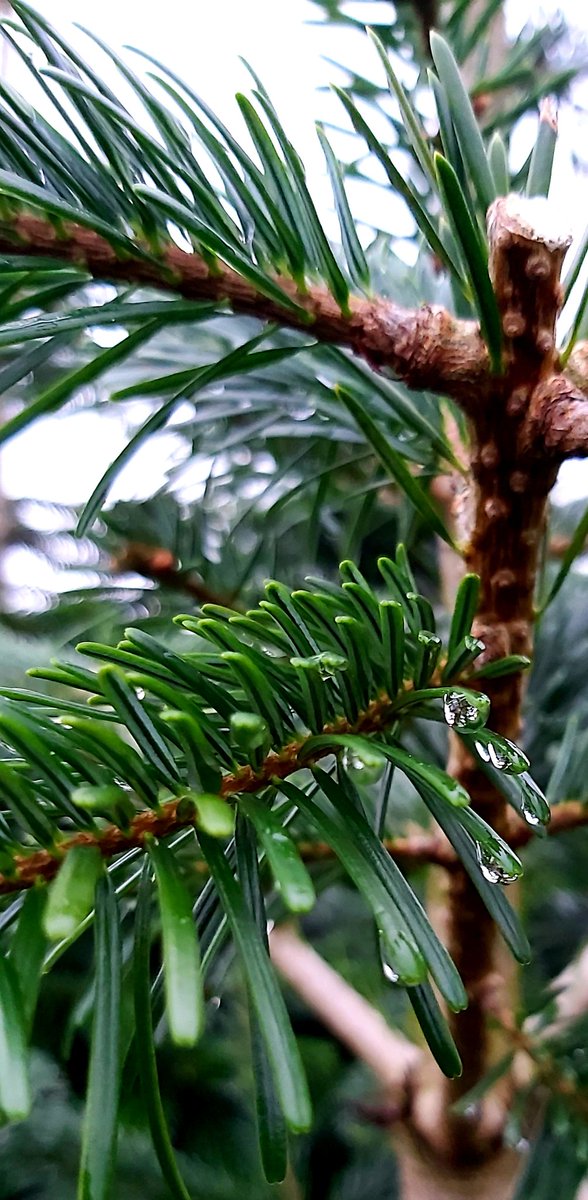 Caplice Xmas Trees tweet media