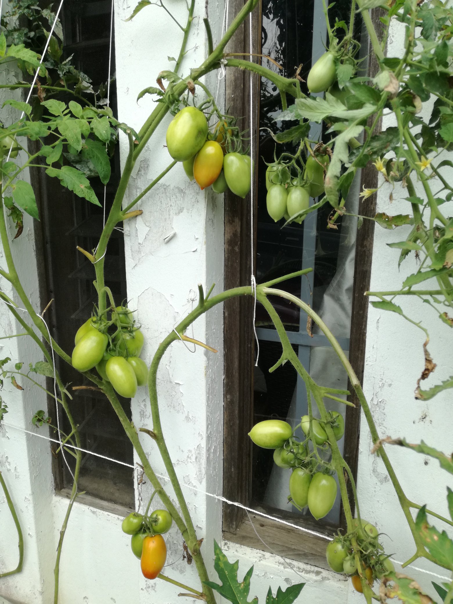 Pokok tomato