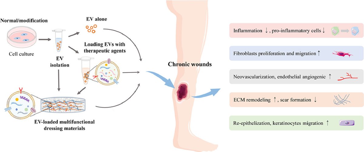 ActaBio's tweet photo. REVIEW Professor Jingping Liu, Sichuan University: Extracellular vesicle-based therapeutics for the regeneration of chronic wounds: current knowledge and future perspectives https://t.co/Yr9IcQRgq4 https://t.co/Mk98u4KHdV