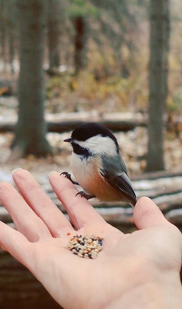 PFahimian's tweet photo. Great morning at #Homerwatsonpark ! It was really nice to get some nature therapy today plus we had a magical time with the birds!
#exploreKitchener #CityofKitchener https://t.co/LSMBw0dFEG