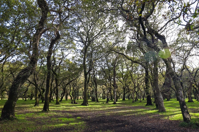 Alberto Ribas tweet media