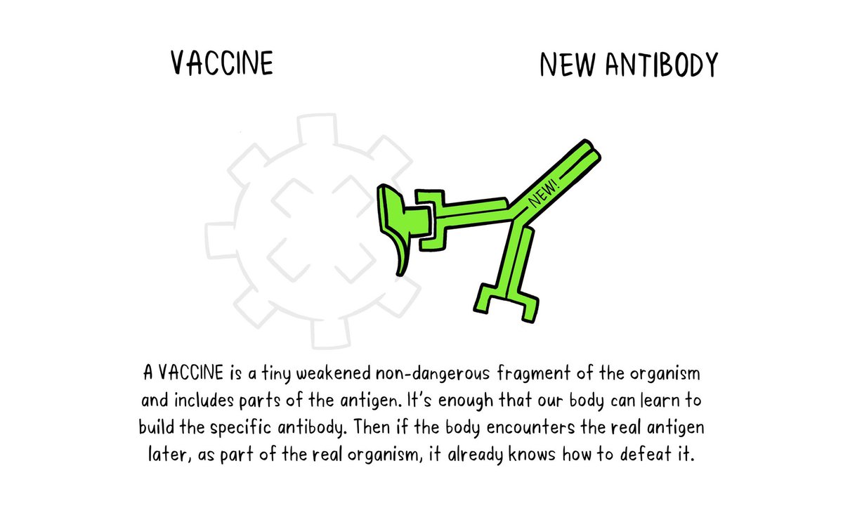 How do  #VaccinesWork? Vaccines contain weakened non-dangerous parts of an antigenIt's enough that our body can learn to build the specific antibodyThis will prompt our immune system to respond & defeat the real antigen in the future  http://bit.ly/3efxPJe 