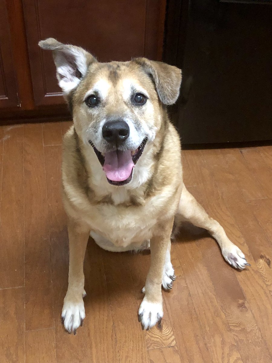 FlipPsydeAR's tweet photo. @DrLupo This is koda. We found out yesterday that he had cancer and had to put him down last night. He brought me so much joy as does watching your streams and videos daily. https://t.co/bvcyIOuYtq