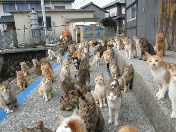 gatitos_qctd's tweet photo. Cuando llegas a Michigan https://t.co/dLGyVx14We