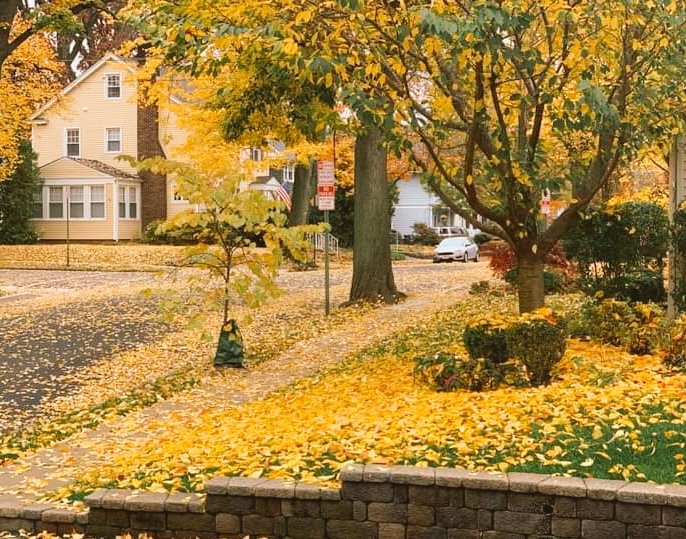 Since I don't have this kind of Autumn here, I'm sharing these pics I "stole" from my cousin. 😊🧡🍁🍂
#AutumnMood, #trees