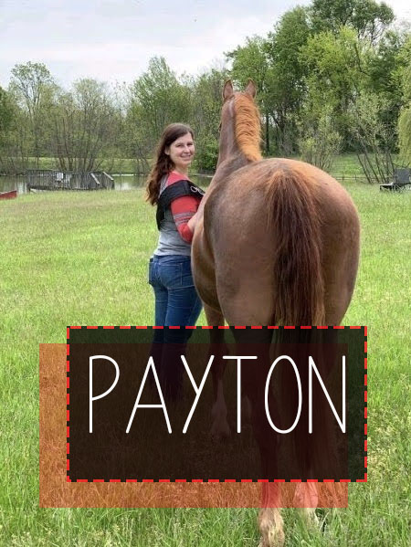 Redhawks Equestrian tweet media