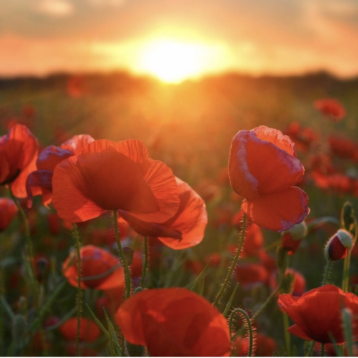 erbancorner's tweet photo. #LestWeForget #WeRemember #wethankyou 🙏🏼♥️ https://t.co/38yFKszs5P