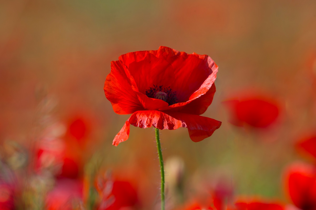 A message from Mayor Krantz on Remembrance Day: ow.ly/4oq550ChD20

"On behalf of the Town of Milton, I thank veterans for all they have done for us. We also honour those currently serving in our armed forces during times of war, conflict and peace."

#LestWeForget