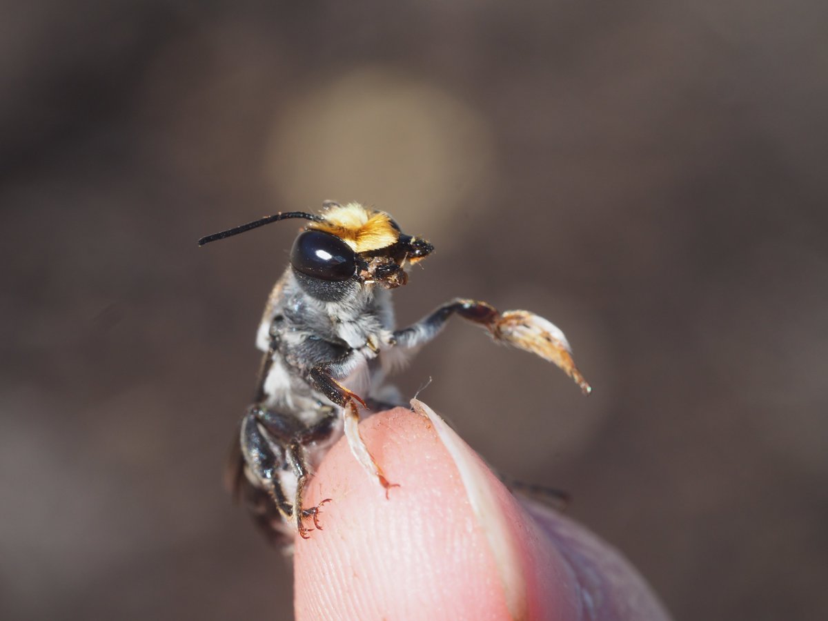 BeeBabette's tweet photo. Loved being part of @SCAPE_Poll_Ecol #SCAPE2020 - an opportunity to present my #pollination #network #research to a global audience - that pre-#covid I couldn't due to lack of finances for travel. Thankyou for all who attended, presented, &amp; MASSIVE thanks @JeffOllerton &amp; others https://t.co/Q2jn6lpGDx