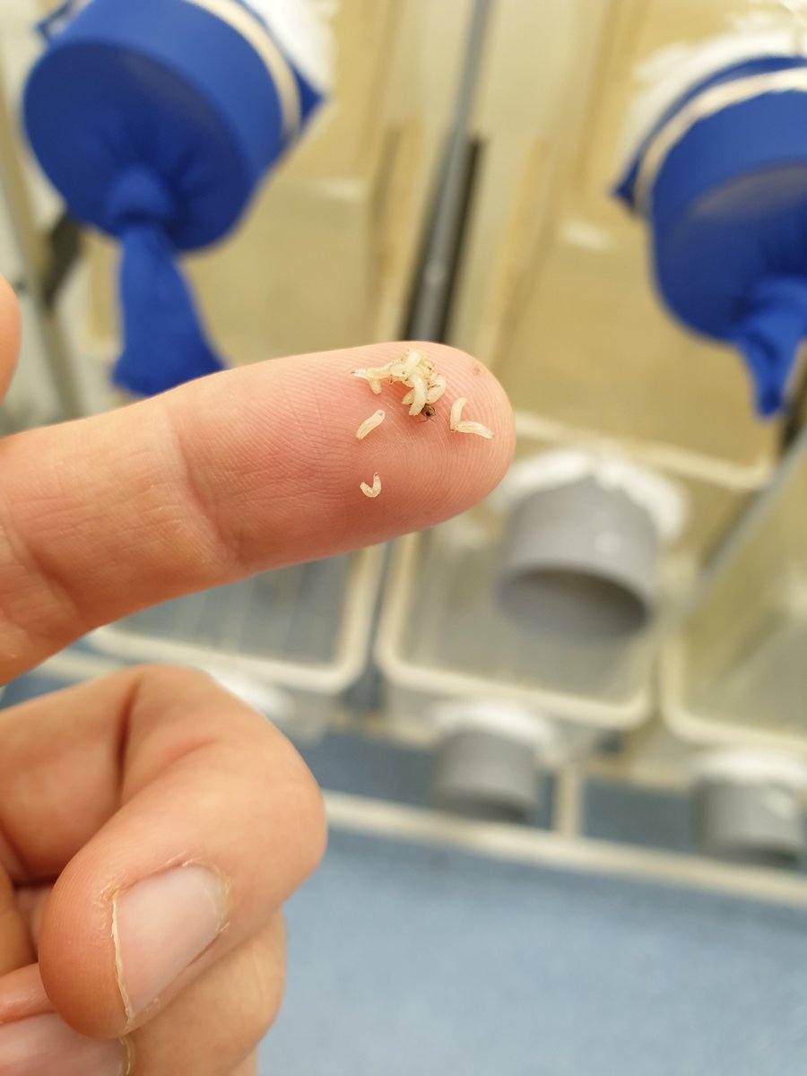 INSECTeam tweet picture