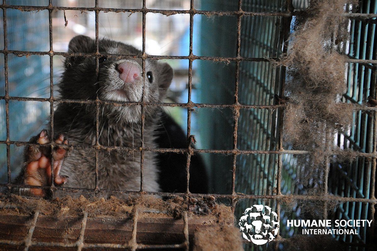 humaneworldeu's tweet photo. 👏@RenateKuenast, @Bundestag spokeswoman for #animalwelfare, calls on German Ag Minister @JuliaKloeckner to use @EU2020DE Presidency to push for an end to #fur farming in Europe after recent #COVID19 outbreaks on mink farms. #MakeFurHistory https://t.co/tGYxzvmmvI https://t.co/39YjlTHpDL